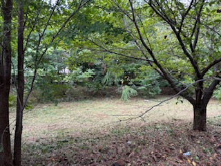 手入れされた芝と雑草エリア