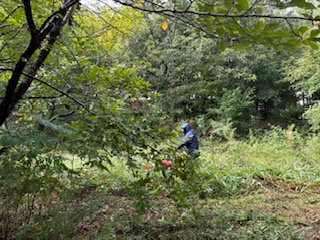 ロボット芝刈り機による雑草管理