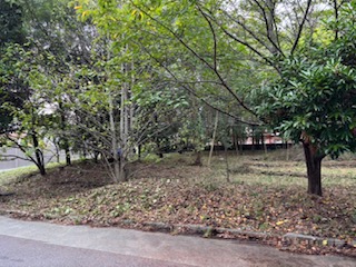 芝と雑草の根の比較